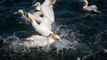 Northern Gannet Diving photo