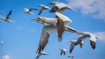 Northern Gannet In Flight UK photo