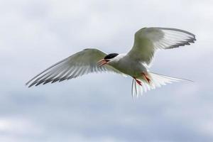 Artic Turns Farnes Island - Sterna paradisaea photo