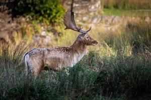 Fallow Deer Stag Pictured In The UK photo