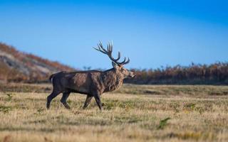 Red Deer Stag UK photo