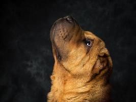 perro shar pei foto