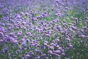 Violet verbena field. flower background photo