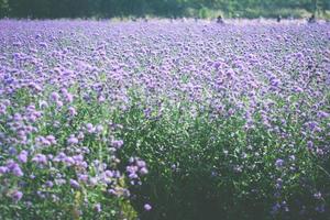 Violet verbena field. flower background photo