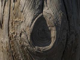 Wooden background. dry tree trunk photo