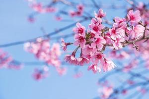 flor de cerezo salvaje del Himalaya. foto