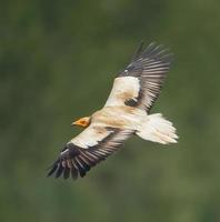 Egyptian vulture in full flight with view on the open wings photo