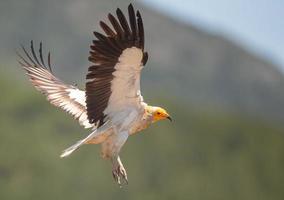 Egyptian Vulture in flight in the mountains just before my lens photo
