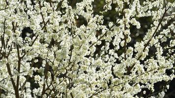las hermosas flores de pera blanca que florecen en las ramas en el campo salvaje en primavera foto