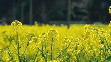 The beautiful countryside view with the yellow canola flowers blooming in the field in China in spring photo