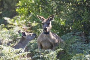 kangaroo talking, kangaroo eating photo