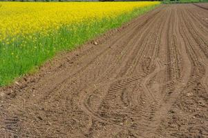 Plowed field in spring with colza photo