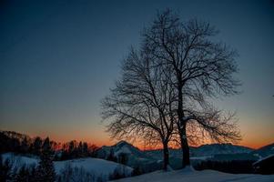 Tree at sunset with snow photo