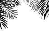 Beautifil Palm Tree Leaf  Silhouette Background Vector Illustration