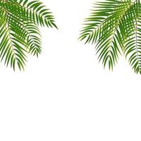 beautifil, palmera, hoja, silueta, plano de fondo, vector, ilustración vector