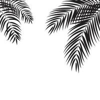 beautifil, palmera, hoja, silueta, plano de fondo, vector, ilustración vector