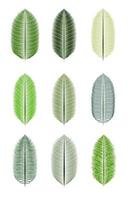 Palm Leaf Isolated Vector Illustration