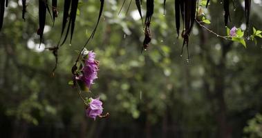 close-up, druppels water nadat de regen stopt. het bos is nat van de regen. video