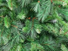 christmas tree green background wallpaper photo