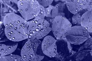 Clover with dew drops abstract macro photography of nature defocused copy space. Toning in the color of the year, very peri photo