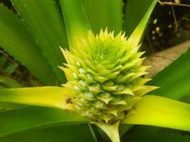 beautiful and beautiful green pineapple flower photo