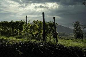 las colinas llenas de viñedos de santo stefano belbo, la zona del vino moscatel en piamonte, inmediatamente después de la vendimia en otoño foto