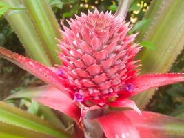 beautiful and beautiful green pineapple flower photo