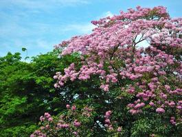 The flower is a pink bush full of trees in the summer on the blue sky. photo