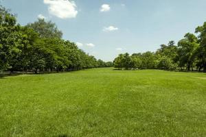 beautiful green grass at park photo