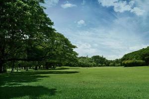 beautiful green grass at park photo