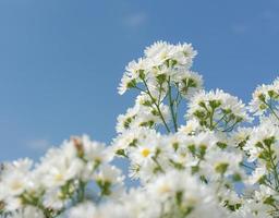 Flores blancas en el jardín sobre fondo de cielo azul foto