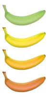 Realistic bananas. Stages of maturation from green to brown vector