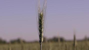 närbild vete spikelets. video