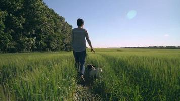 woman stroll with french bulldog at field. video