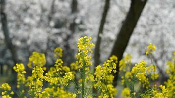 The beautiful countryside view with the yellow canola flowers blooming in the park in China in spring photo