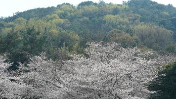 The beautiful white cherry flowers blooming in the park of the China in spring photo