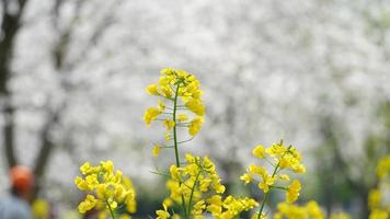 The beautiful countryside view with the yellow canola flowers blooming in the park in China in spring photo