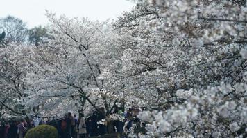 The beautiful white cherry flowers blooming in the park of the China in spring photo