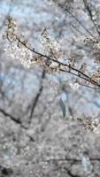 las hermosas flores blancas de cerezo que florecen en el parque de china en primavera foto