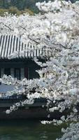 The beautiful white cherry flowers blooming in the traditional and old Chinese garden in spring photo