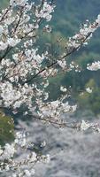 The beautiful white cherry flowers blooming in the park of the China in spring photo