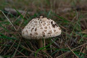 parasol mushroom or macrolepiota procera exquisite autumn mushroom photo