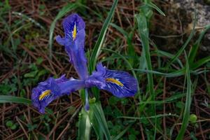 winter lily or Iris unguicularis wild plant of coniferous forests photo
