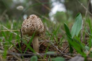 parasol mushroom or macrolepiota procera exquisite autumn mushroom photo