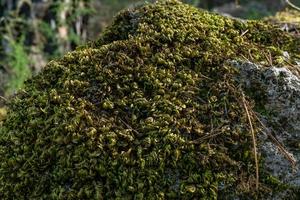 moss on the rocks in the forest photo