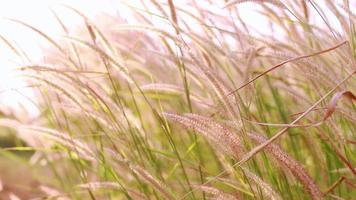 de prachtige bloemen in de winter worden door de wind geblazen. video