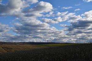 un campo de maíz en el otoño foto