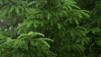 Raining shower in the forest, having rainfall in jungle, water droplets fixed on green leaves, Raining day. Rain drop on leaf tree. Heavy rain falling on tree leaves video