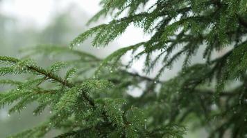 chuva na floresta, chuva na selva, gotículas de água fixadas nas folhas verdes, dia de chuva. gota de chuva na árvore de folhas. chuva forte caindo nas folhas das árvores video