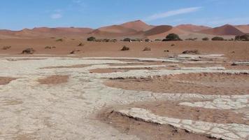 namibië, afrika - woestijnlandschap en zeldzame bomen video